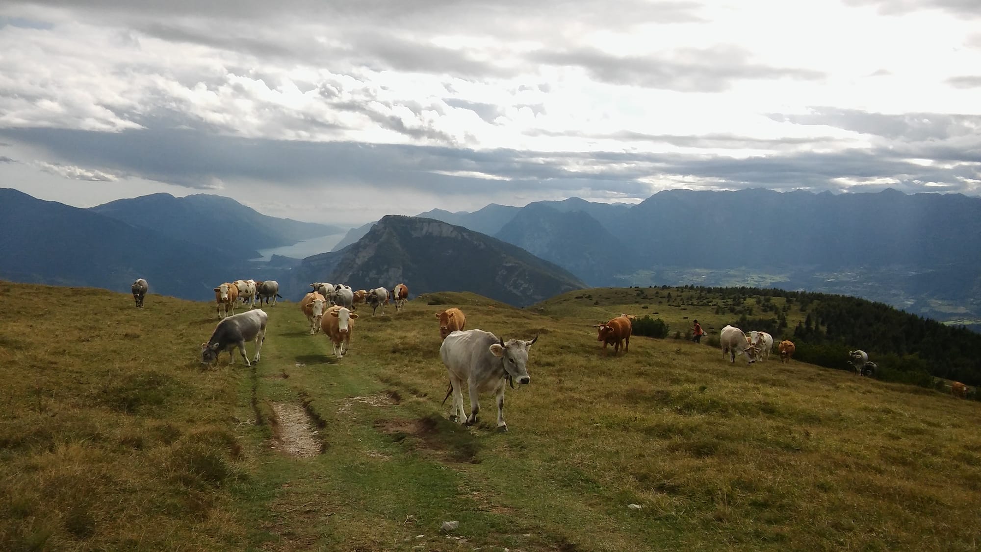 Krowy na Monte Gazza, Włochy