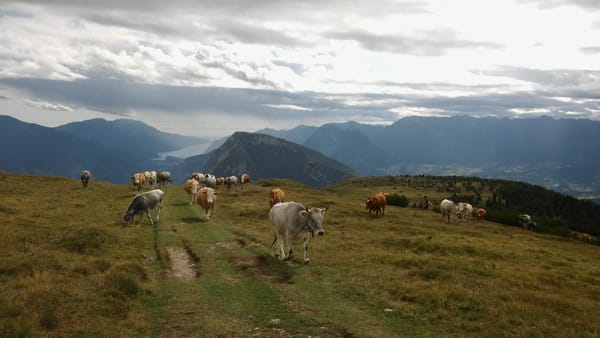 Krowy na Monte Gazza, Włochy