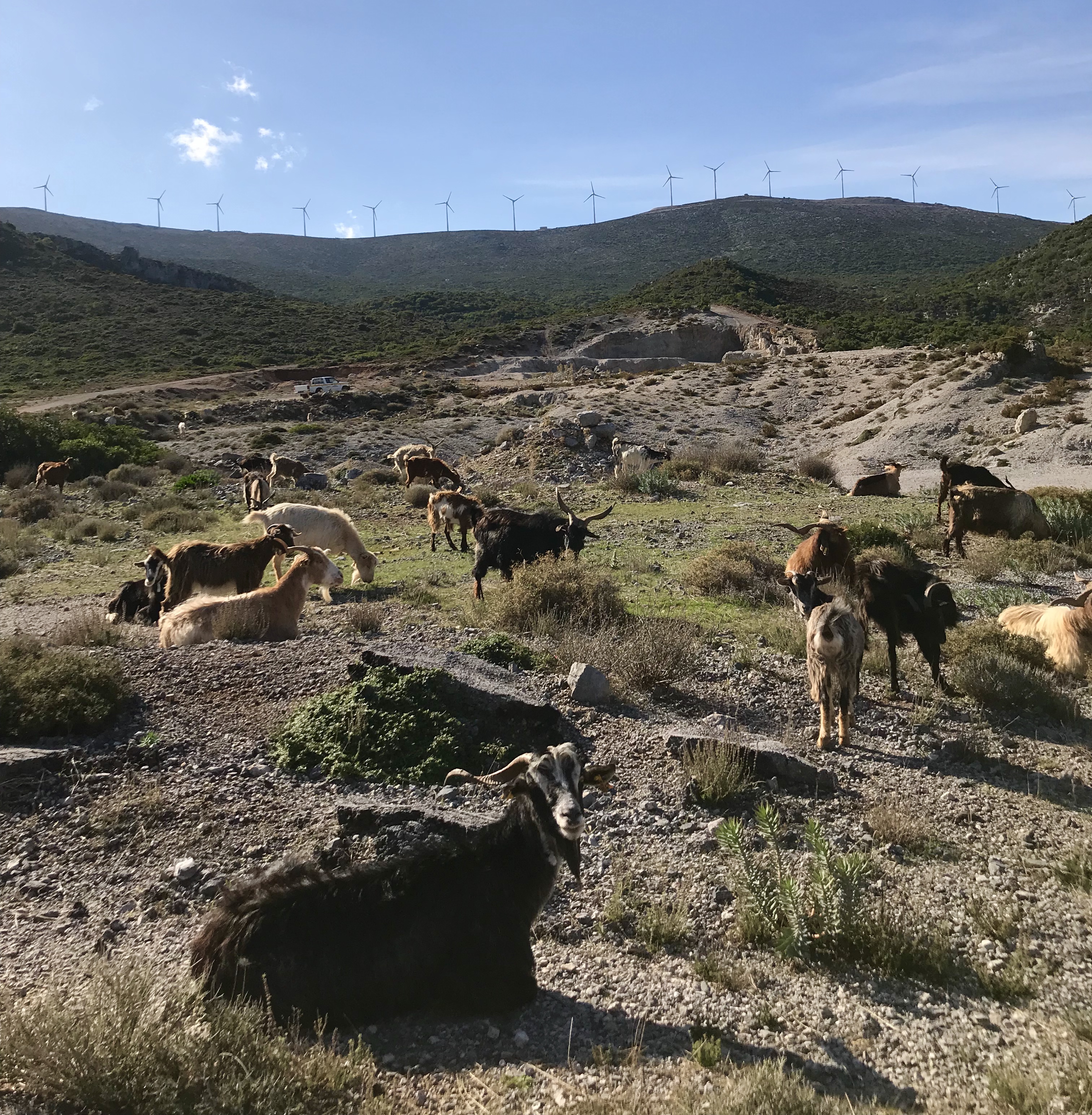 Peloponez, Grecja - stada kóz
