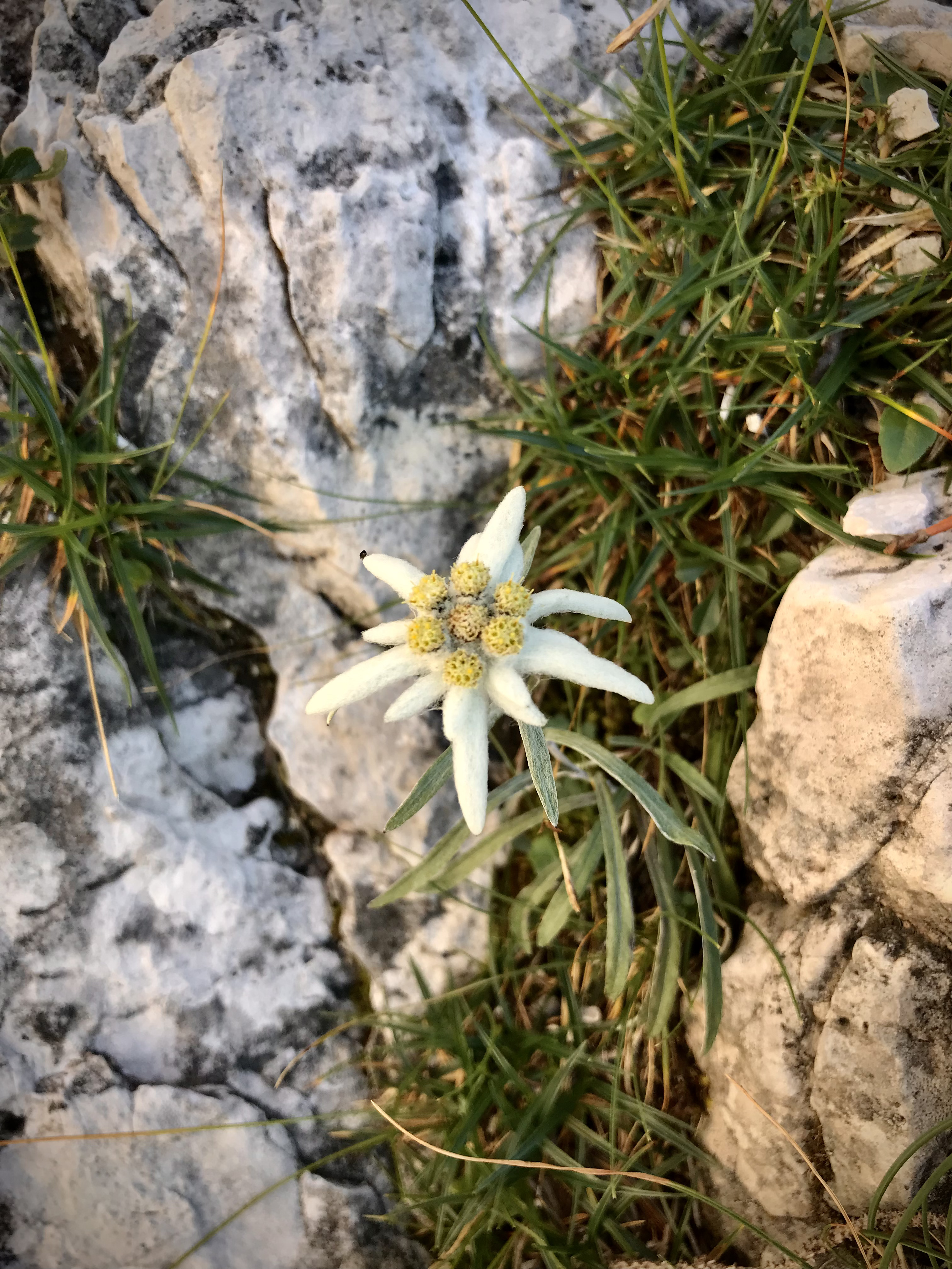 Kwiat Stella Alpina